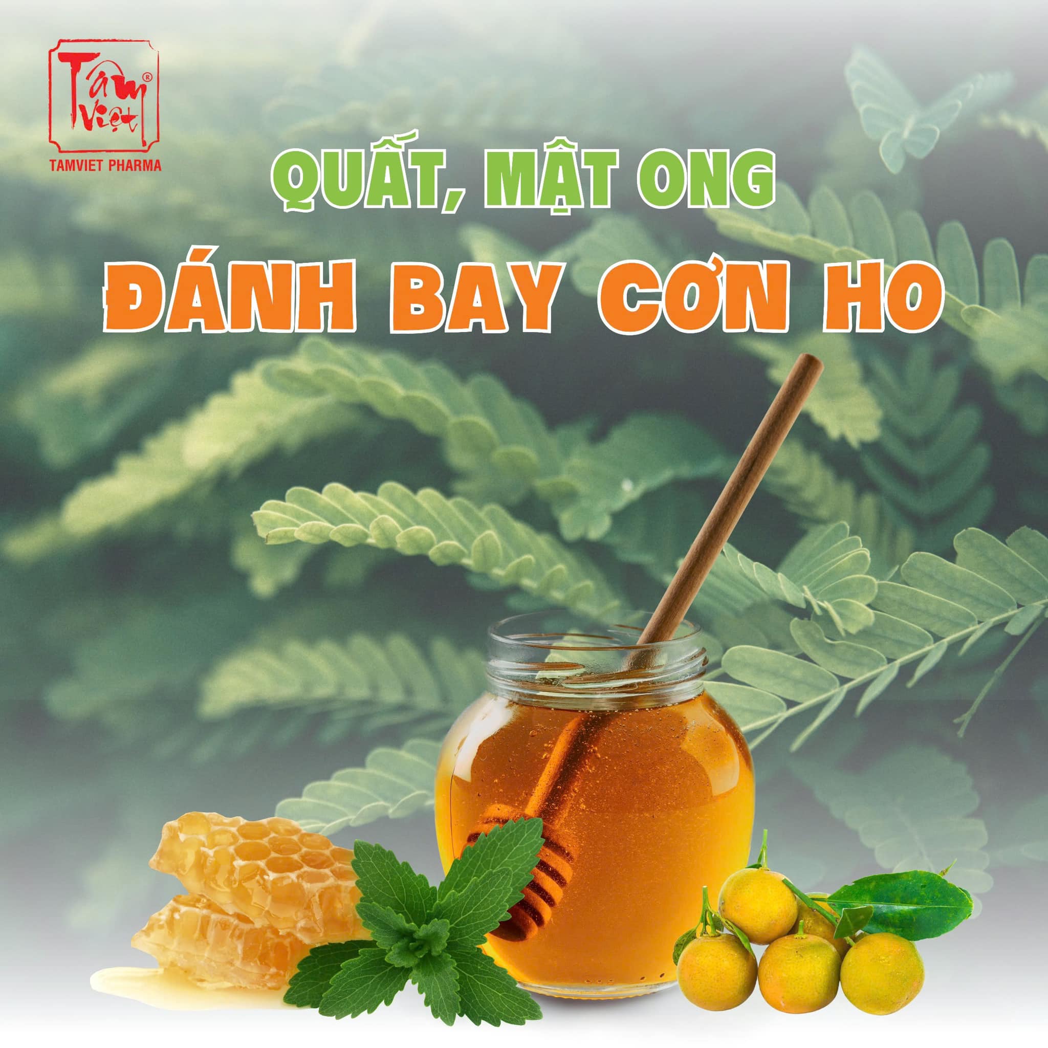 CÔNG DỤNG TUYỆT VỜI CỦA BỘ ĐÔI QUẤT, MẬT ONG – GIẢM HO, TĂNG CƯỜNG SỨC ĐỀ KHÁNG